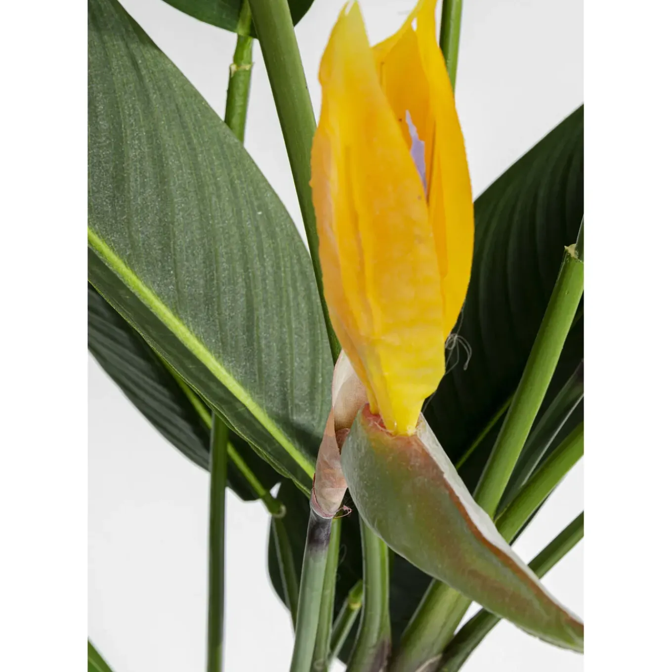Plante Décorative Paradise Flowers 190Cm