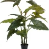 Plante Décorative Taro 180