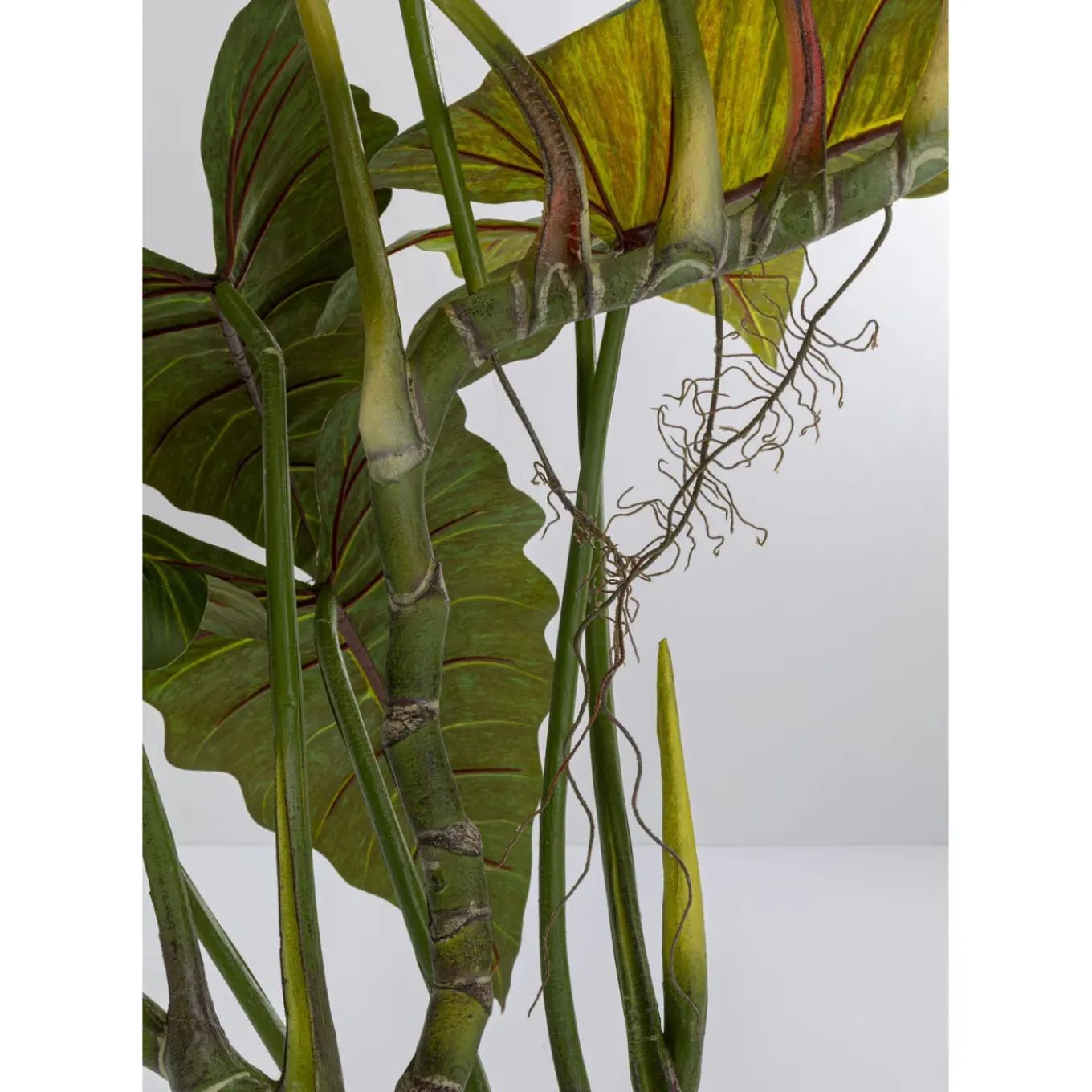 Plante Décorative Taro 180