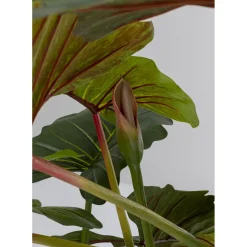 Plante Décorative Taro 180