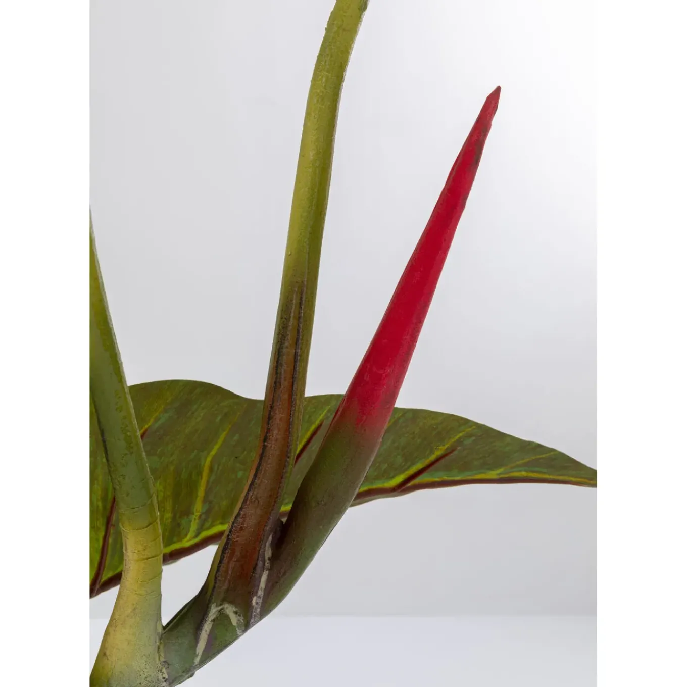 Plante Décorative Taro 180
