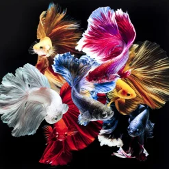 Tableau En Verre Colorful Swarm Fish 120X120Cm