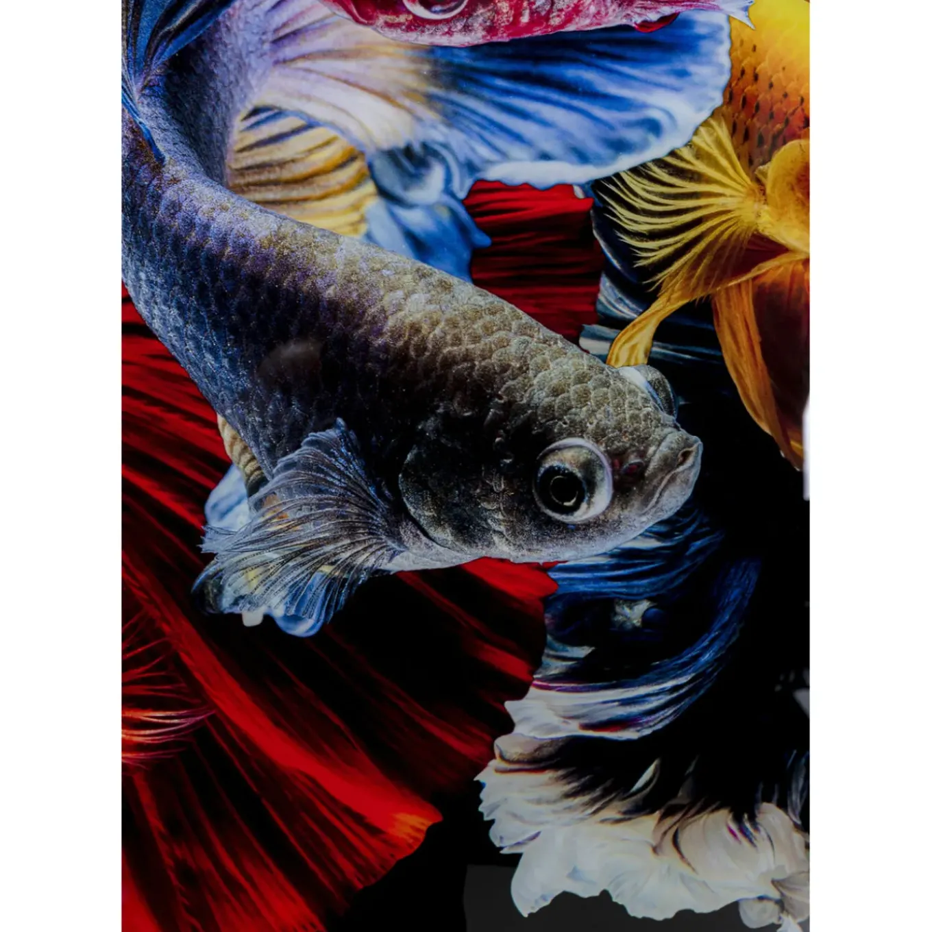 Tableau En Verre Colorful Swarm Fish 120X120Cm