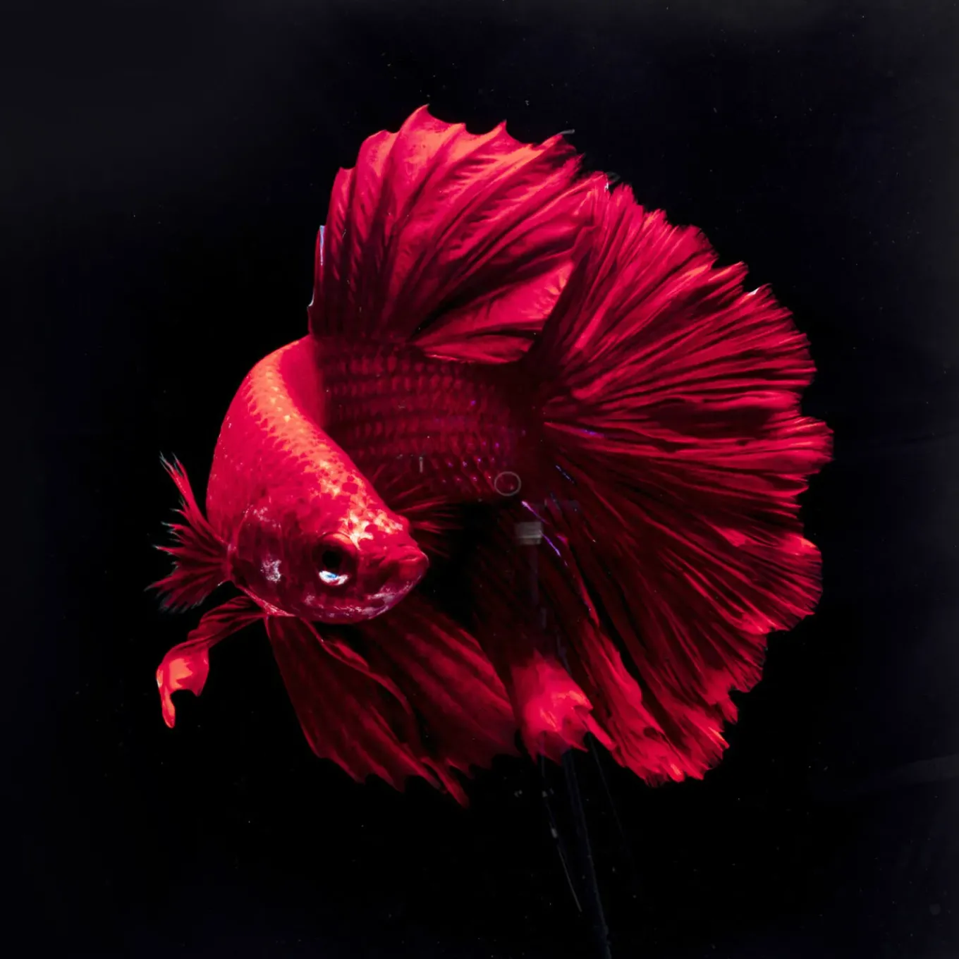 Tableau En Verre Fire Fish 100X100Cm