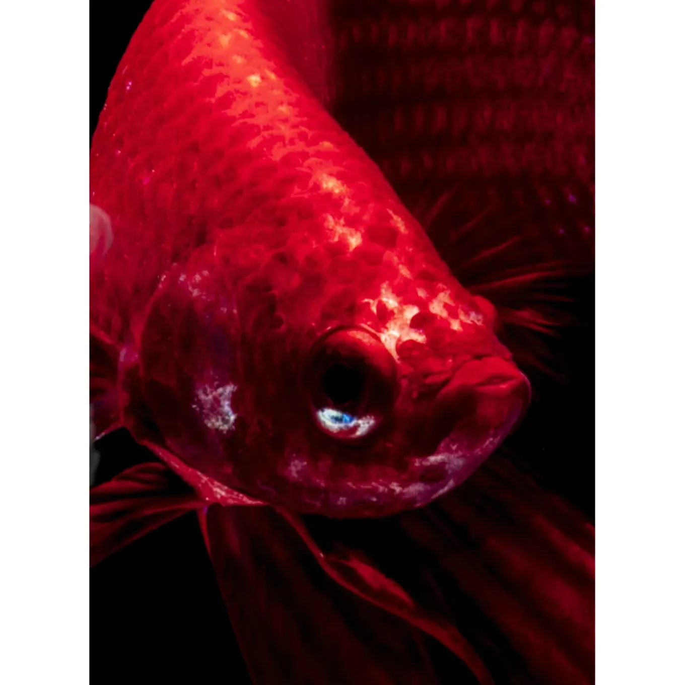 Tableau En Verre Fire Fish 100X100Cm