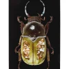Tableau En Verre Shiney Dung Beetle 80X120Cm