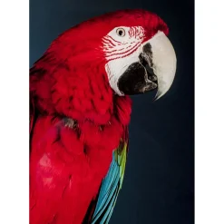 Tableau En Verre Twin Parrot 80X120Cm